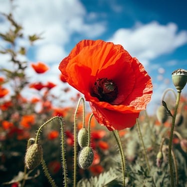 Red Poppy Flower Canvas